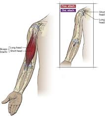 biceps brachii muscle an overview