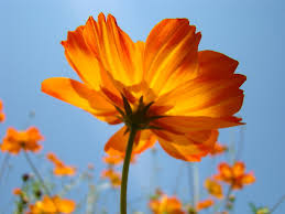 Image result for orange blue flowers