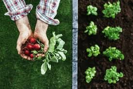 What Is Organic Gardening And How To