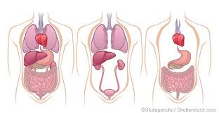 Superior to the adrenal glands c. Where Are The Kidneys And Liver Located