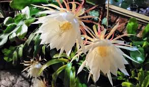 queen of the night flower plant