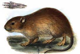 Пластинчатозубая крыса — Википедия