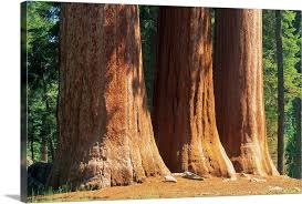 giant sequoia trees in the giant forest