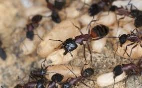 the best method to kill carpenter ants