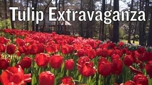 garvan woodland gardens tulip