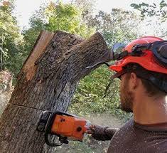 Small trees up to 75 feet high typically cost $1,000 or less, while those. Residential Tree Removal Lot Clearing Rockford Il
