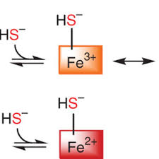 h2s interaction with heme proteins