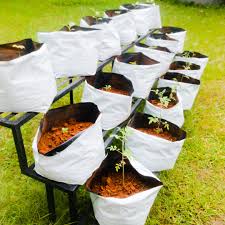 grow bags for tomatoes the how why