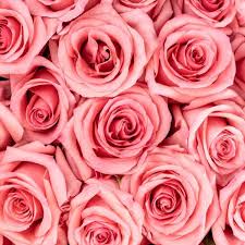 Light Pink Roses Toronto Bulk Flowers