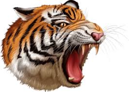 tiger png transpa images free