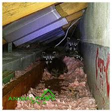 Needless to say, it came as quite a shock when i was rummaging through my attic to find an old gardening book and noticed a raccoon huddled in a corner staring at me! Animal Pros Nashville For Raccoons In Attic