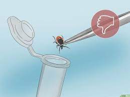 how to remove an embedded tick head