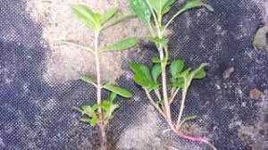 Not fatal if you eat them by mistake, but they'll make you really sick. Purslane And Look Alike Plant What Is It Answer Found Youtube