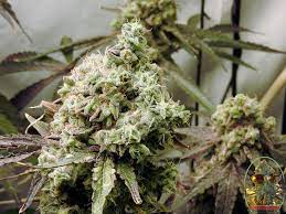 house and garden nutrients best weed