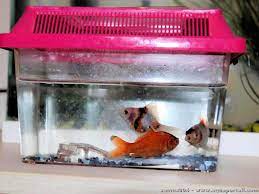 Problèmes avec aquarium 20 litres poissons japonais : forum Aquarium