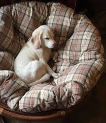 We did not find results for: Just Too Cute The Papasan Chair Company