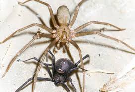 The black widow has a very distinctive red hour glass shape on its under belly and is extremely dangerous. Spider Bites Black Widow Vs Brown Recluse First Aid