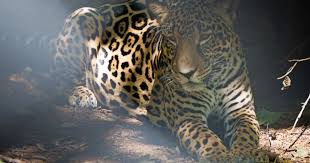 Aug 19, 2021 · jaguars are also larger and more heavily built than leopards. Wild Jaguars Cruelly Poached To Fuel Traditional Asian Medicine Trade World Animal Protection