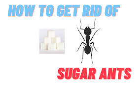 how to get rid of sugar ants and all