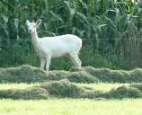 Nature Today | Een wit hert in Nederland