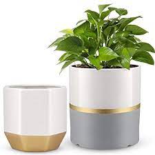 Plastic planter, homenote 7/6/5.5/4.8/4.5 inch flower pot indoor modern decorative plastic pots for plants with drainage hole and tray for all house plants, succulents, flowers, and cactus, white. Buy Plant Pots Babiro 6 1 5 1 Inch White Ceramic Planter Pots Indoor For Plants Flower Pots With Drainage Indoor Planter With Gray And Gold Details Decorative For Home Offices Gardens And Patio Online