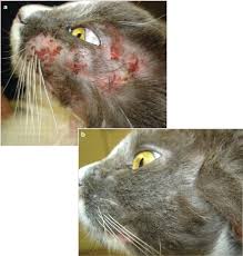 food allergy in the cat a diagnosis by