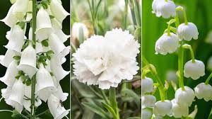 25 types of white flowers 1800flowers