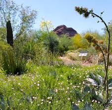 bloom at the desert botanical garden
