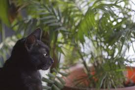 Non Toxic Houseplants For Cats And Dogs