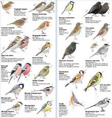 Outre son physique atypique, cet animal. Identifier Les Oiseaux Des Jardins Oiseaux Des Jardins Oiseaux De France Oiseaux