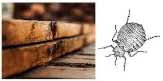 can bed bugs eat or chew through wood