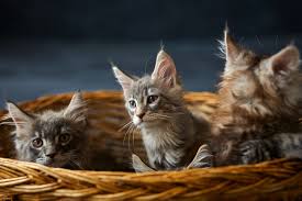 find maine kittens at these cat