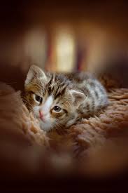 hd wallpaper kitten cute cat