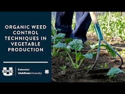 Organic Weed Control Techniques In