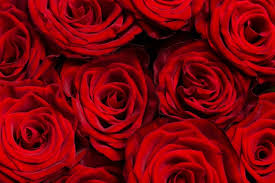 red rose wallpaper images free