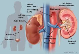 Each bears a small but crucial cap of endocrine tissue called the adrenal gland, which produce the important steroid hormones of the body. Kidneys Anatomy Picture Function Conditions Treatments