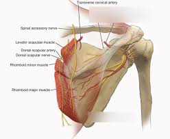 The back muscles can be three types. Grant S Anatomy W1 Superficial Back Muscles Diagram Quizlet