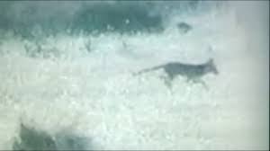 However, new thylacine reports of sightings surfaced since 1940's until 1990's, and many scientists think it's only a matter of time before a living specimen is obtained. Thylacine Sighting Western Victoria 2008 Youtube