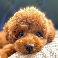 toy poodles look like when fully grown