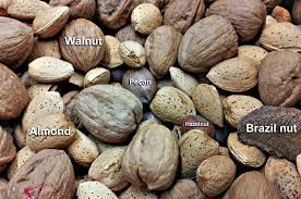 The brazil nut tree is one of the amazon's longest living trees of an age 1,000 years. Nut Fruit Wikiwand