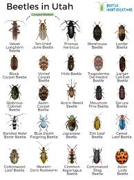 types of beetles in utah with pictures