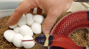 snake eggs setting up and incubating