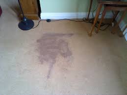 why do carpet stains come back