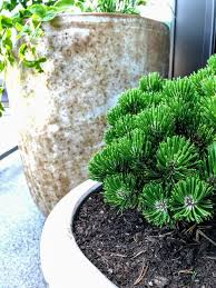 cold hardy evergreens for container gardens