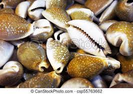 Brown Sea Shells Collection For Sale Background