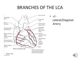 Introduction anatomically coronary arteries are not end arteries. Coronary Arteries
