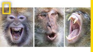 รู้ได้อย่างไรว่าลิงตัวไหนอยากกัดคุณ? - National Geographic Thailand