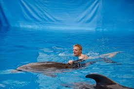 swimming with dolphins should you