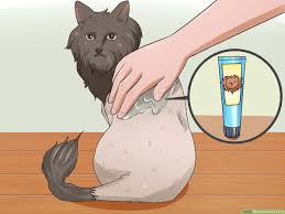 Matted cats can be combed out before they are bathed, and this helps soap penetrate their fur and get them cleaner. How To Shave A Cat With Pictures Wikihow