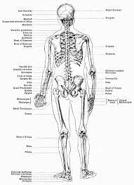 There are multiple ligaments that articulate with the bones of the back and work to prevent excessive movements and strengthen the. Labeled Skeleton Back View Of Male Skeleton Male Skeleton Anatomy Human Anatomy